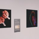 메디나인 이미지