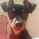 강아지당 이미지