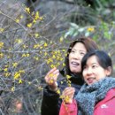 개나리세탁소 이미지