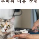 고양이 생활 호텔 이미지