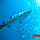 (주)샤크 이미지