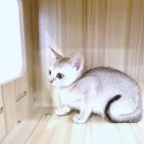 수지펫