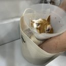 고양이민박 | [고양이미용후기]대전 도안동 고양이민박 고양이 무마취 미용