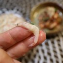 성안호 이미지