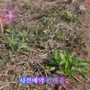 2026년 딱주순 15.000원판매 ,잔대순 판매,잔대싹 판매,잔대나물용 판매 사전예약 판매 이미지