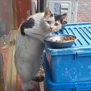 ​길에서 만난 익숙한 길고양이, 알고 보니 내가 직접 입양 보냈던 아이였습니다 이미지