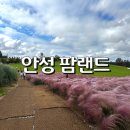 초원본가 | [서울근교] 코스모스&amp;핑크뮬리 제철 안성 팜랜드 가을 방문 후기 (10월 개화 상황)