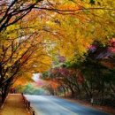 단풍세탁 이미지