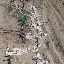 꽃보다 이쁘개 이미지