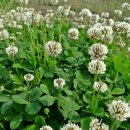 네잎클로버 이미지