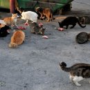 365 마음동물병원 이미지