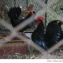 향양2리 이미지