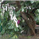 와흘본향당 이미지