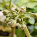 더숲엔젤 이미지