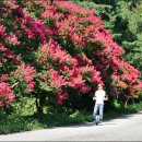 배롱나무길 이미지