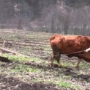 유정천리 이미지