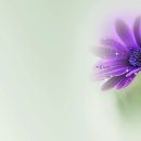 들꽃을 좋아하는 이유 / 윤보영 이미지