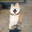 띵가띵가 이미지