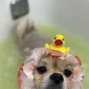 예쁘개 미용 이미지