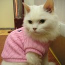 용강동물병원 이미지