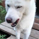 백두동물병원 이미지