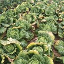 각산지 | &#34;믿고 사는&#34; 농협몰 절임배추, 산지 직송 예약 꿀팁 (배송일 지정!)