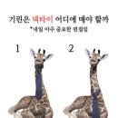 necktie 매기 이미지