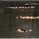 황금방석 이미지