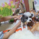 늘 예쁘개 이미지