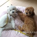 춘천시동물보호센터 이미지