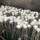 별빛사냥 | 단양 아이랑 가볼만한곳 수양개빛터널 할인 야경 후기