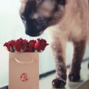행운냥이 이미지