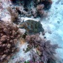 동방카 | 보홀 아이와 여행 괜찮을까, 그리고 주의 사항들