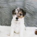 일산강아지분양 라펫 이미지