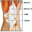 대퇴사두근 운동 이미지