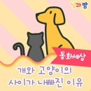 개와 고양이 이미지