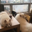 우프우프 이미지