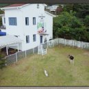 양평특수견 이미지