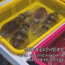 [남해] 사천 삼천포용궁수산시장 재방문 포장 후기 (무늬오징어&amp;돌돔&amp;쥐치 가격)