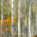 자작나무 숲 이미지