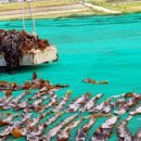 당목마을 당제 이미지