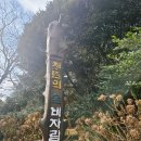 (해설이있는)힐링영화 | 제주여행 필수 힐링코스 천년의 숲 비자림 탐방 안내