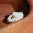 신비한동물원 이미지