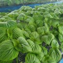 깻잎농원 이미지