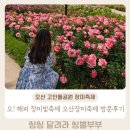 행복나름이 | 오산 장미축제 2026 오산고인돌공원 장미축제 주차 및 포토존 등 꿀팁 대방출