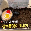 노대장수작은도서관 | 장수풍뎅이 키우기 초보 가이드, 분양·사육매트·습도까지