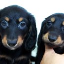 베르네집 이미지