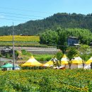 강주마을 해바라기 이미지