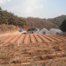 달마농원 Daum카페