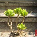 청솔문구